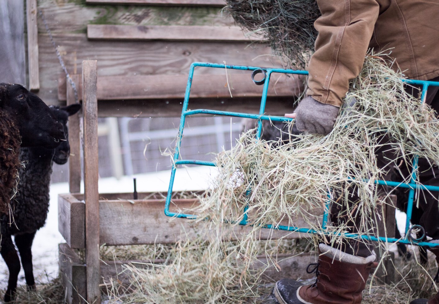 Square Bale Feeder Living With Gotlands